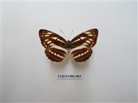 藏品(斷線環蛺蝶)的圖片